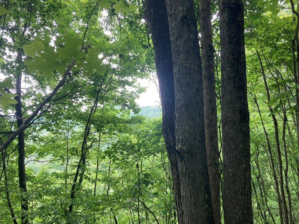 Photo of 695 Everet Jenkins Rd Stecoah Rd, Stecoah, NC 28771 (MLS # 26041166)