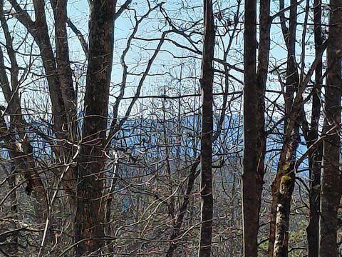 Photo of 480 Calebs Way, Franklin, NC 28734 (MLS # 26046788)