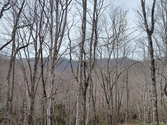 154 HUNT LN, FRANKLIN, NC 28734 - Image 4bbb2beb7b4a20868da89ce711cebbc3/696732530