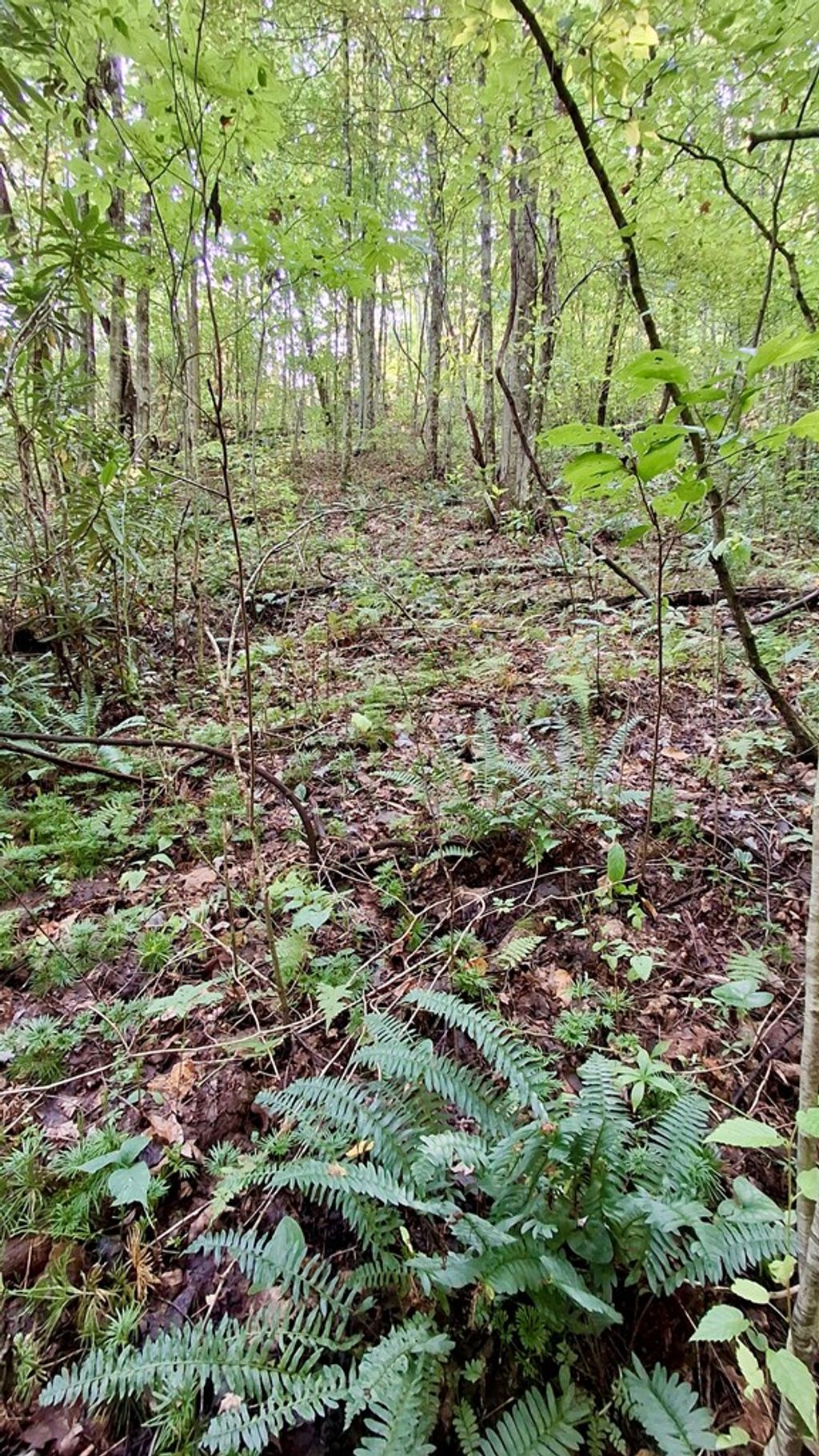 Photo of 0 Cross Creek Circle, Sylva, NC 28779 (MLS # 26042077)