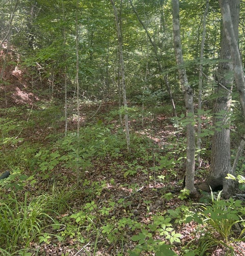 Photo of 2420 Balltown Road, Bryson City, NC 28713 (MLS # 26047754)