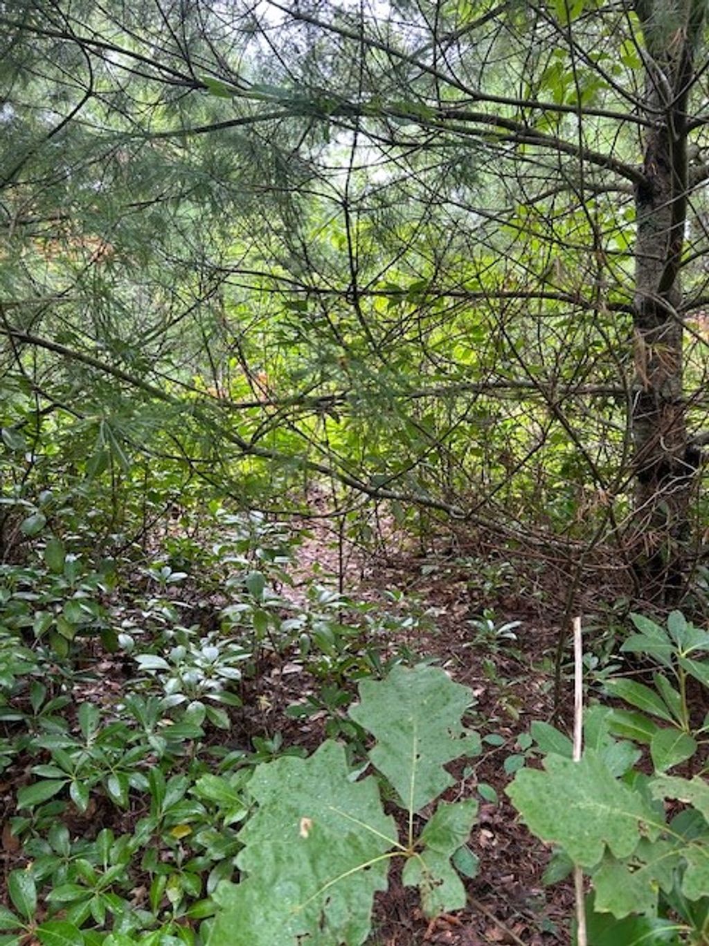 Photo of 0 Crowfoot Trail, Bryson City, NC 28713 (MLS # 26042063)