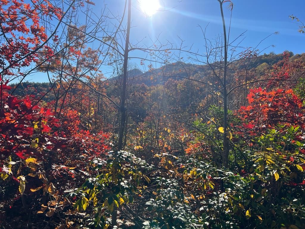 Photo of Lot 66 Musket Rd, Almond, NC 28702 (MLS # 26042596)