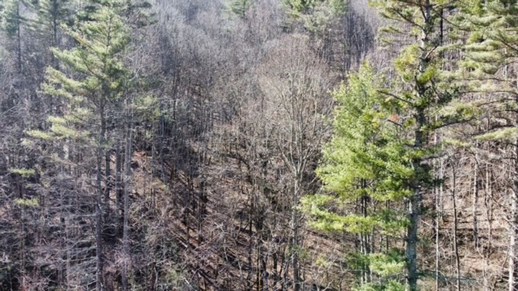 Photo of 000 Pumpkintown Rd, Sylva, NC 28779 (MLS # 26045410)