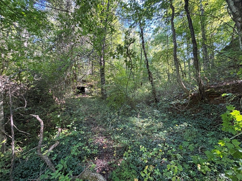 Photo of TBD Old Yellow Branch Road, Robbinsville (Graham), NC 28771 (MLS # 26042132)
