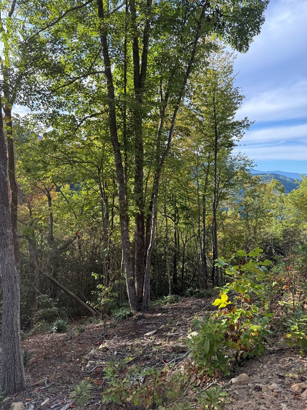 Photo of 345 Cardinal Bluff Drive, Whittier, NC 28789 (MLS # 26042762)