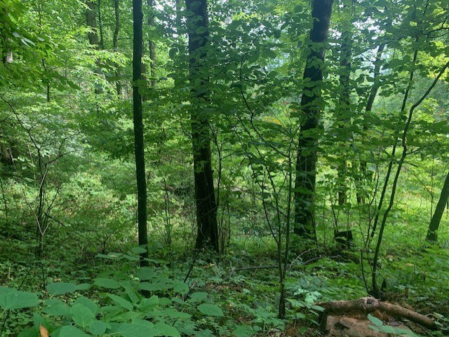 Whittier, North Carolina 28789, United States, ,Land,Active,656