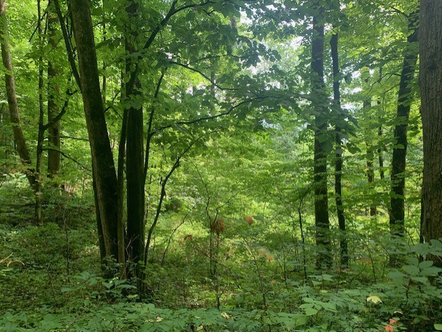 Whittier, North Carolina 28789, United States, ,Land,Active,656