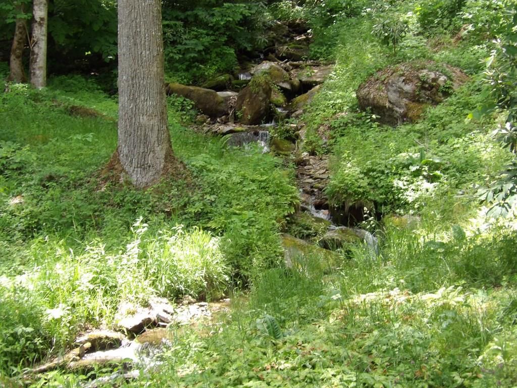 Photo of 155 Waterfall Hollow, Whittier, NC 28789 (MLS # 26047725)