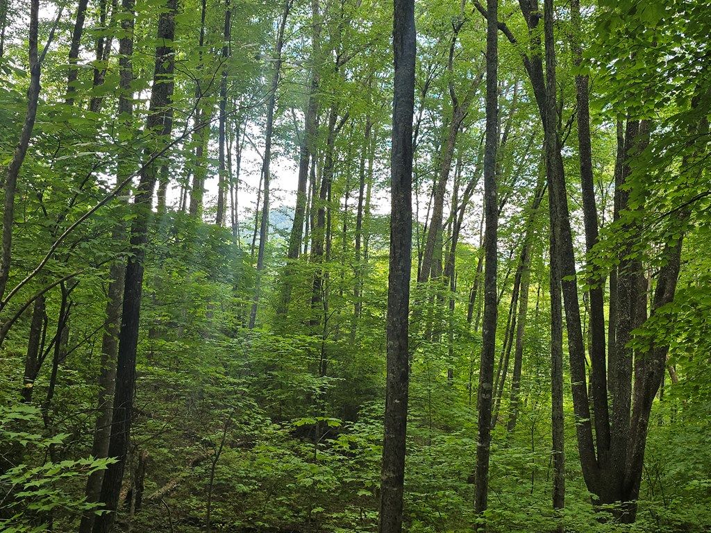 Photo of Lt 7 Buck Knob Is, Cullowhee, NC 28723 (MLS # 26042232)