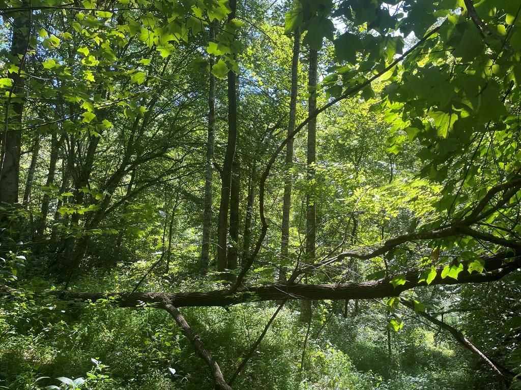 Photo of 489 Lands Creek, Bryson City, NC 28713 (MLS # 26041970)