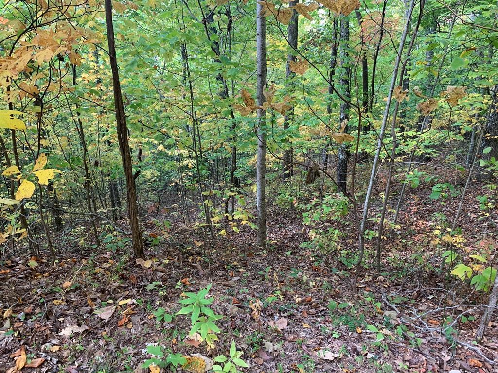 Bryson City, North Carolina 28713, United States, ,Land,Active,54821