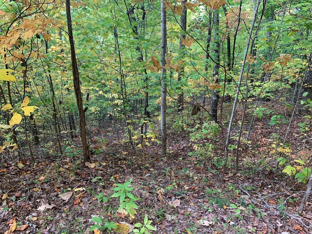 Bryson City, North Carolina 28713, United States, ,Land,Active,54821