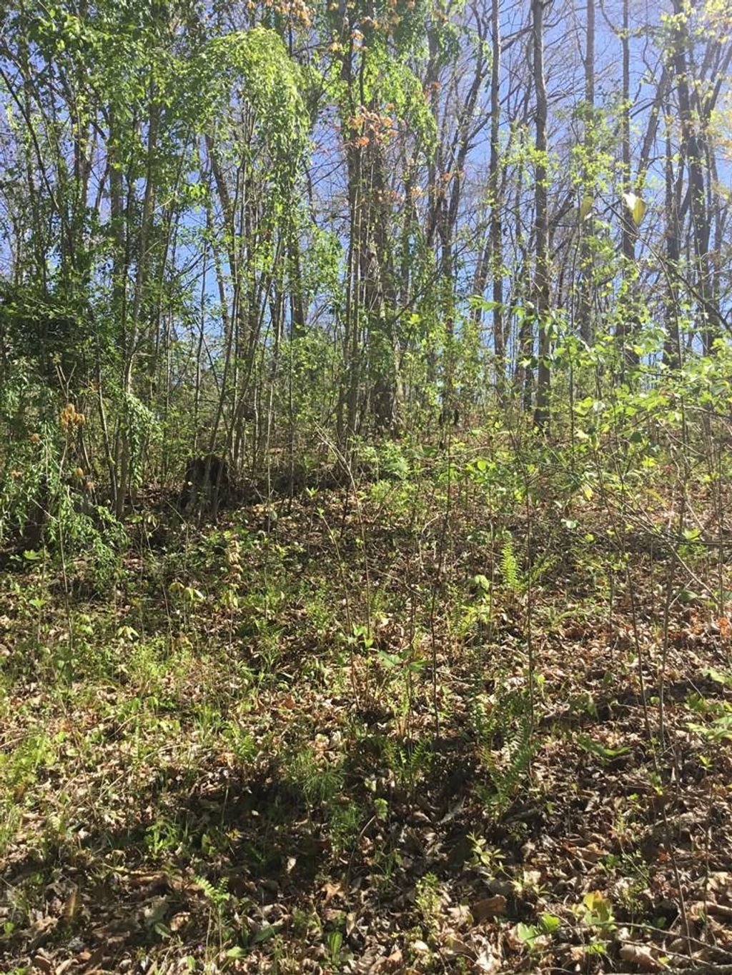 Photo of 10 Oak Grove Road, Bryson City, NC 28713 (MLS # 26019340)