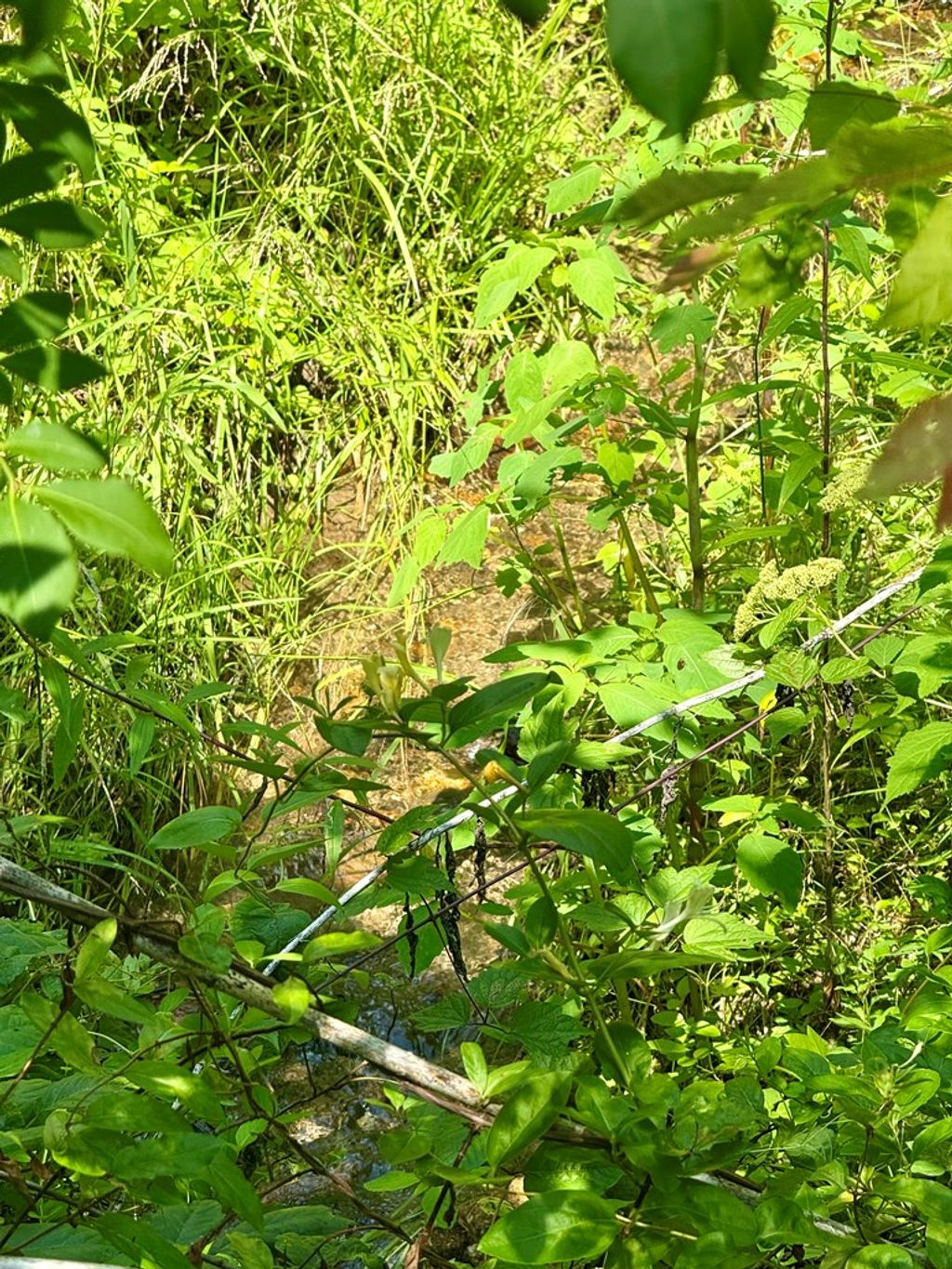 Photo of 0 Bradley Branch Road, Whittier, NC 28789 (MLS # 26041353)