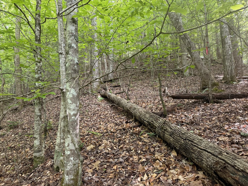 TBD Tellico Road