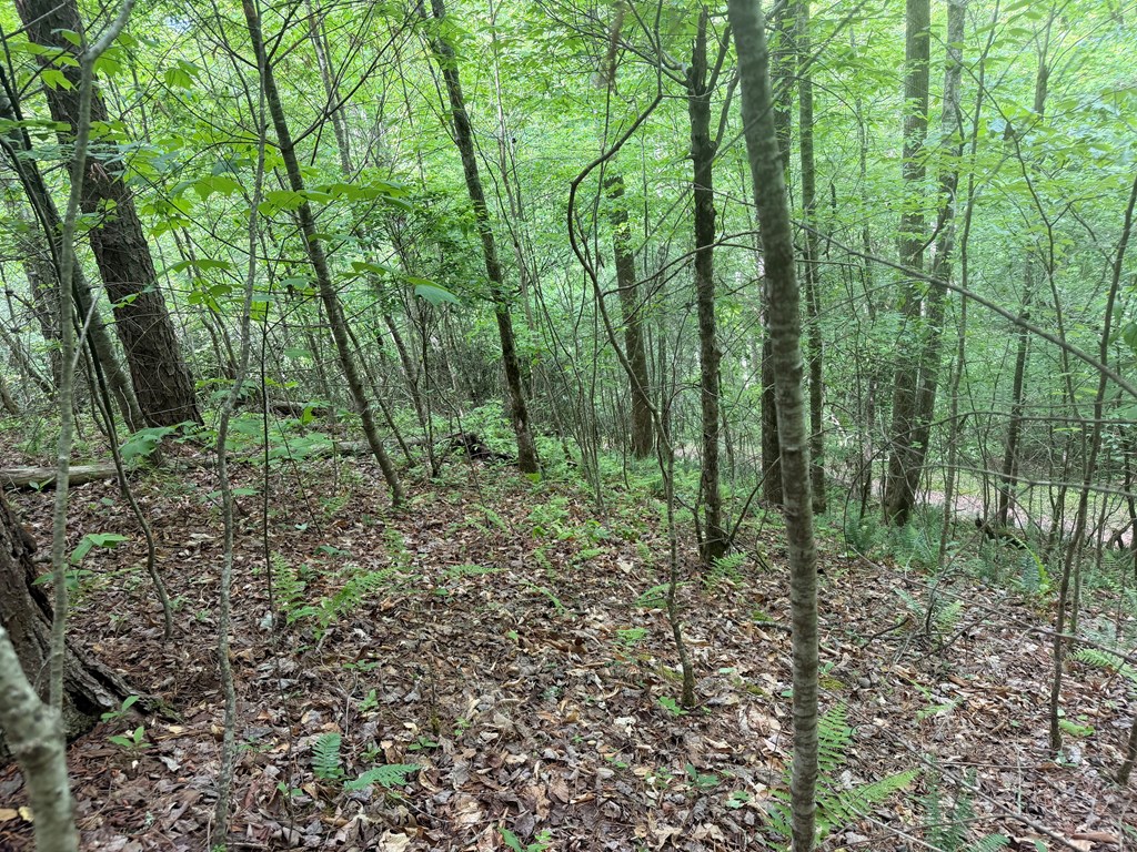 TBD Tellico Road