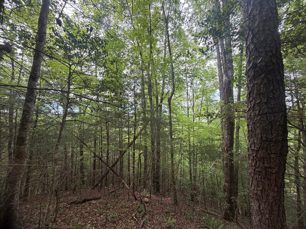 TBD Tellico Road
