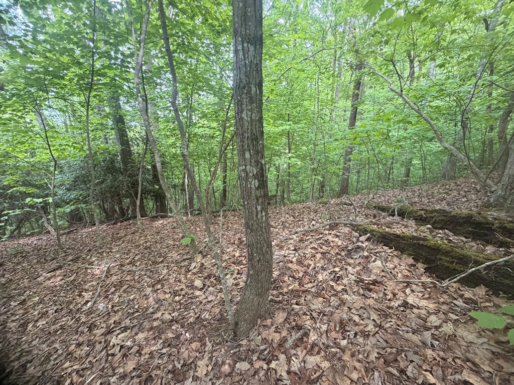 TBD Tellico Road
