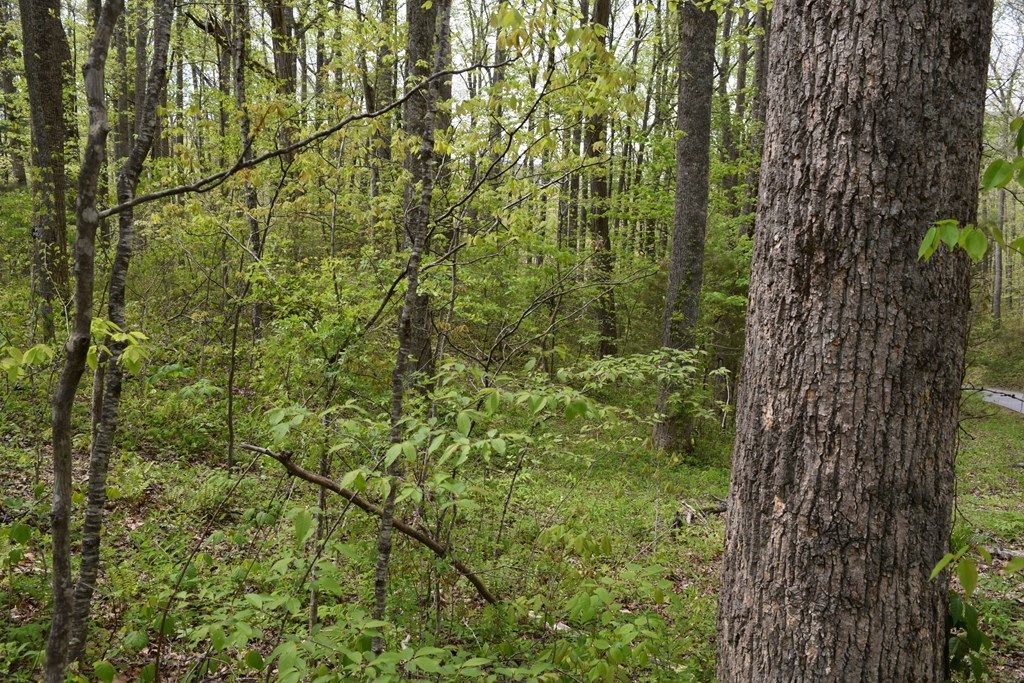 Photo of TBD Cabin Flats, Balsam, NC 28707 (MLS # 26047003)