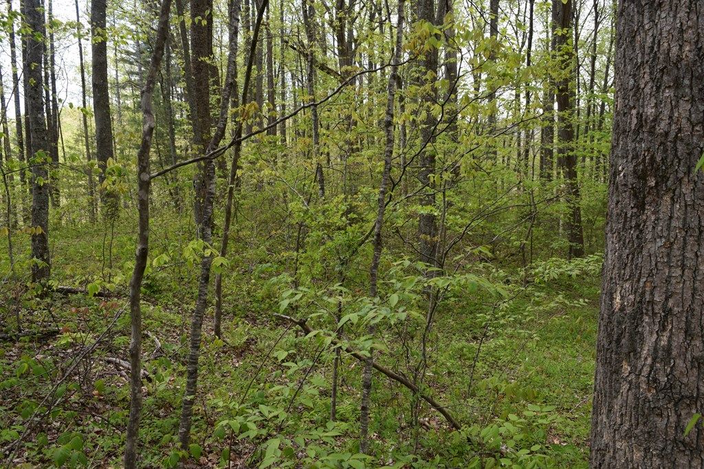 Photo of TBD Cabin Flats, Balsam, NC 28707 (MLS # 26047004)