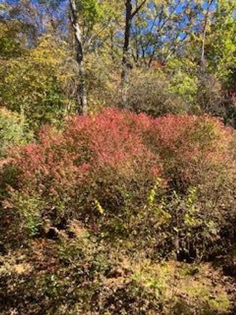 Photo of Lot 450 Luke's Still Rd, Franklin, NC 28734 (MLS # 26042453)