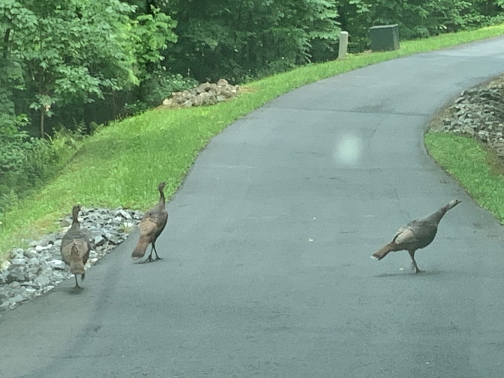 Sylva, North Carolina 28779, United States, ,Land,Pending,74763