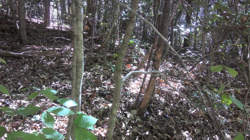 Photo of LT 18 Mountaineer Rd, Whittier, NC 28789 (MLS # 26042419)