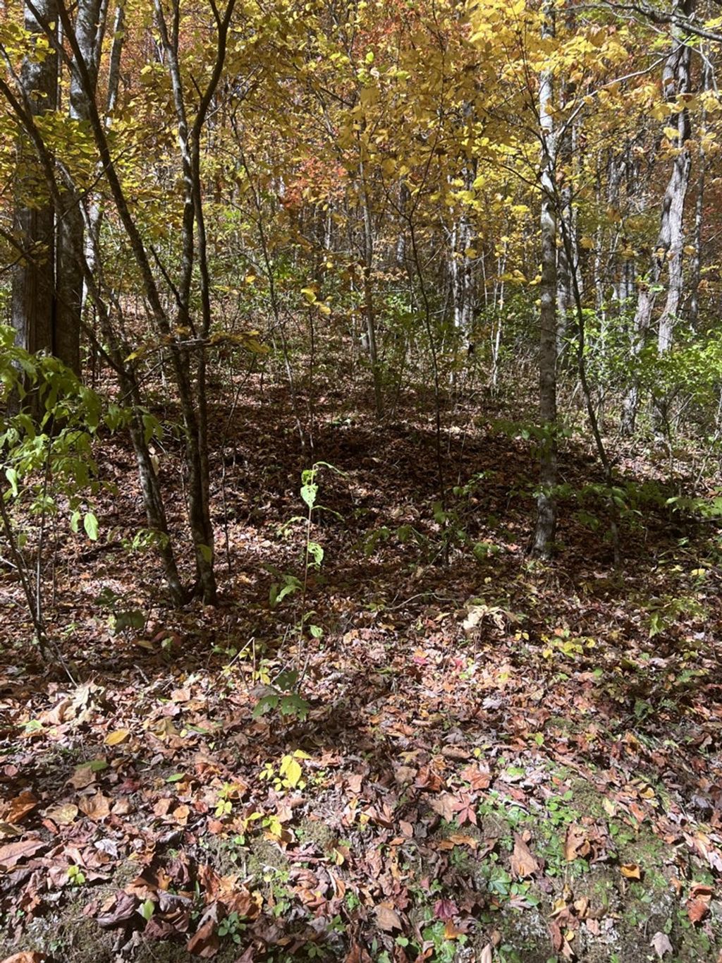 Photo of 41 High Springs Road, Bryson City, NC 28713 (MLS # 26046799)