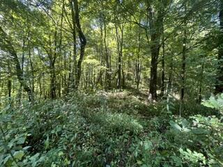 Photo of 0 0 East Cullisia Rd, Bryson City, NC 28713 (MLS # 26048652)