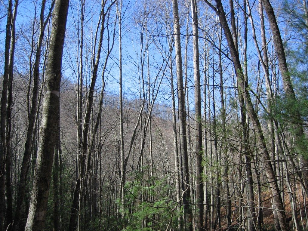 Photo of TBD Wedgewood Cove, Sylva, NC 28779 (MLS # 26041766)