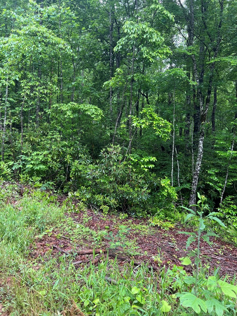 Lot 19 Cabin Creek