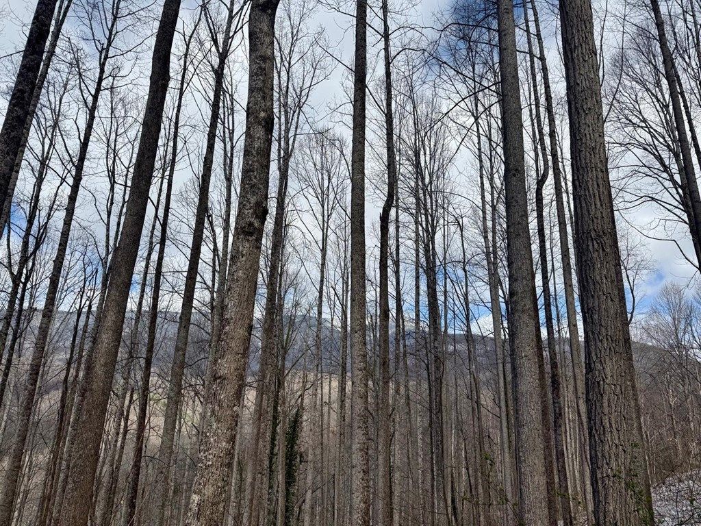 Photo of 0 Letties Ln, Balsam, NC 28779 (MLS # 26046636)