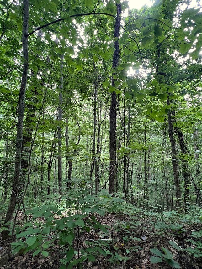 Photo of 0 Friendship Walk, Bryson City, NC 28713 (MLS # 26047924)