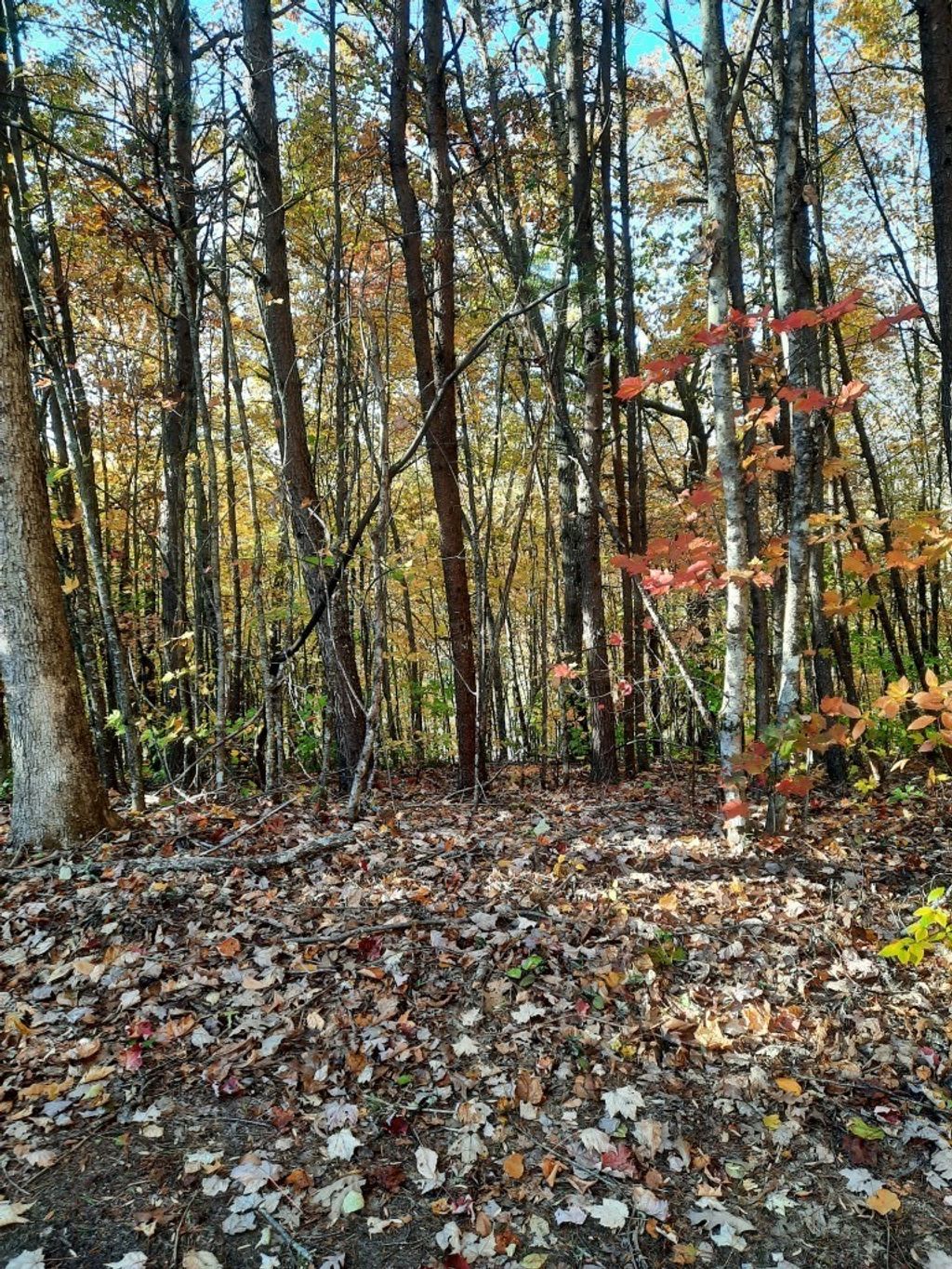 Photo of 0000 Dog Leg Road, Whittier, NC 28789 (MLS # 26042490)