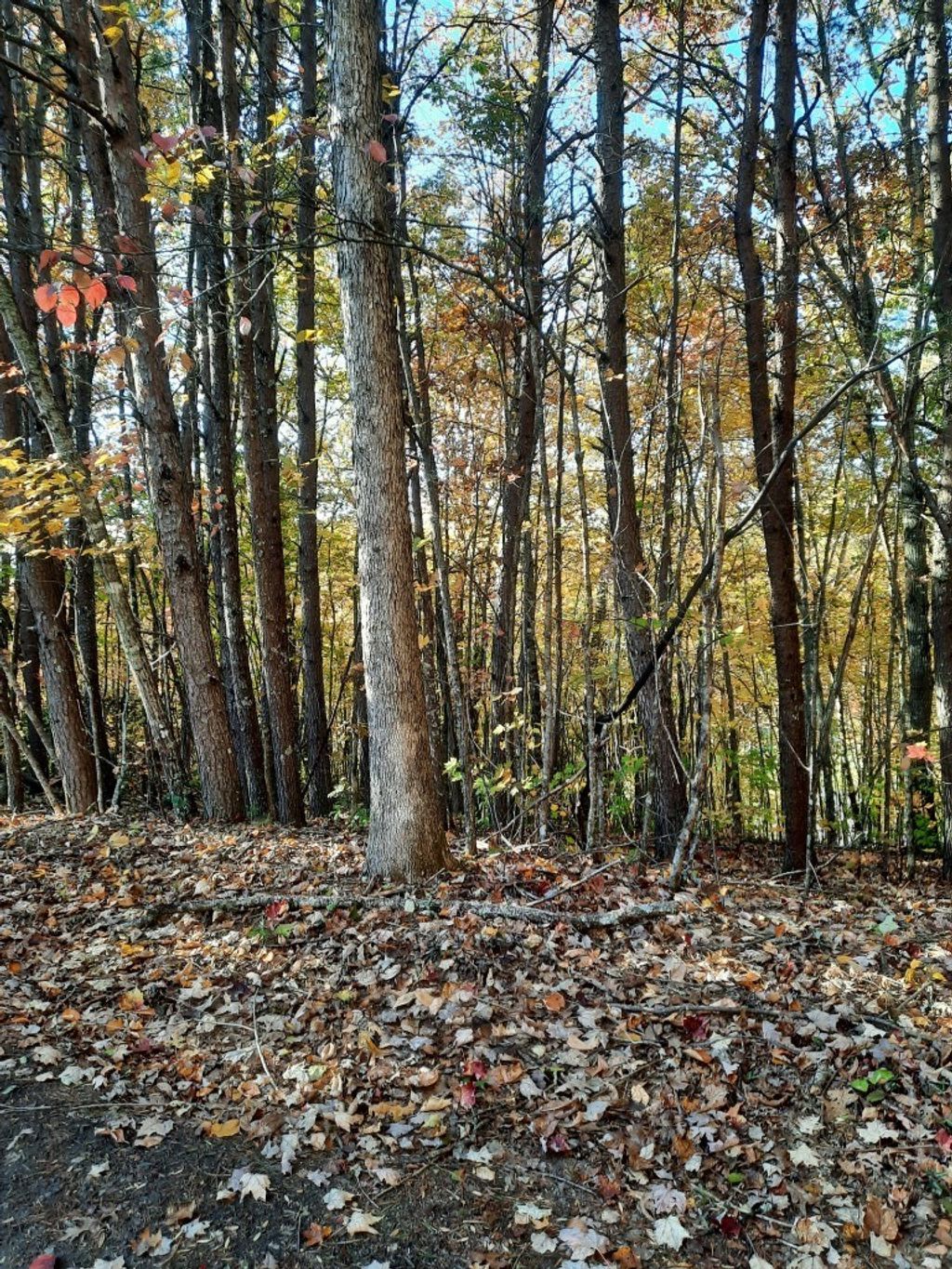 Photo of 0000 Dog Leg Road, Whittier, NC 28789 (MLS # 26042490)