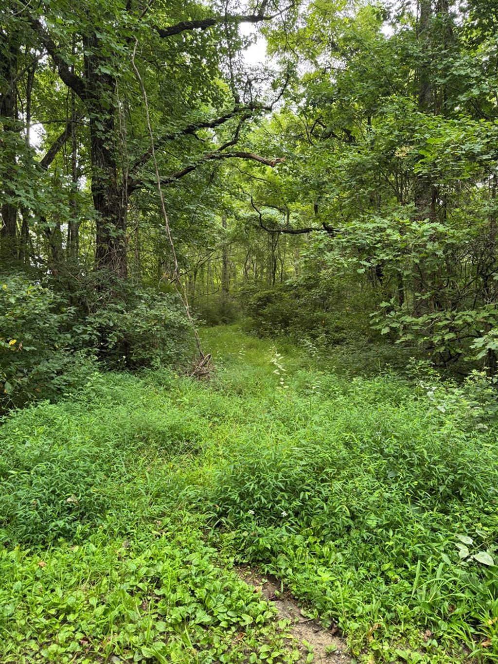 Photo of 0 Upper Pigeon Creek, Bryson City, NC 28713 (MLS # 26042120)