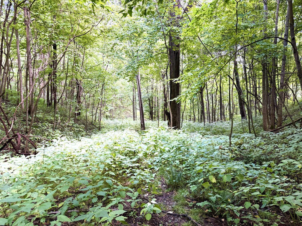 Photo of TBD Ned Cove Road, Waynesville, NC 28785 (MLS # 26048436)