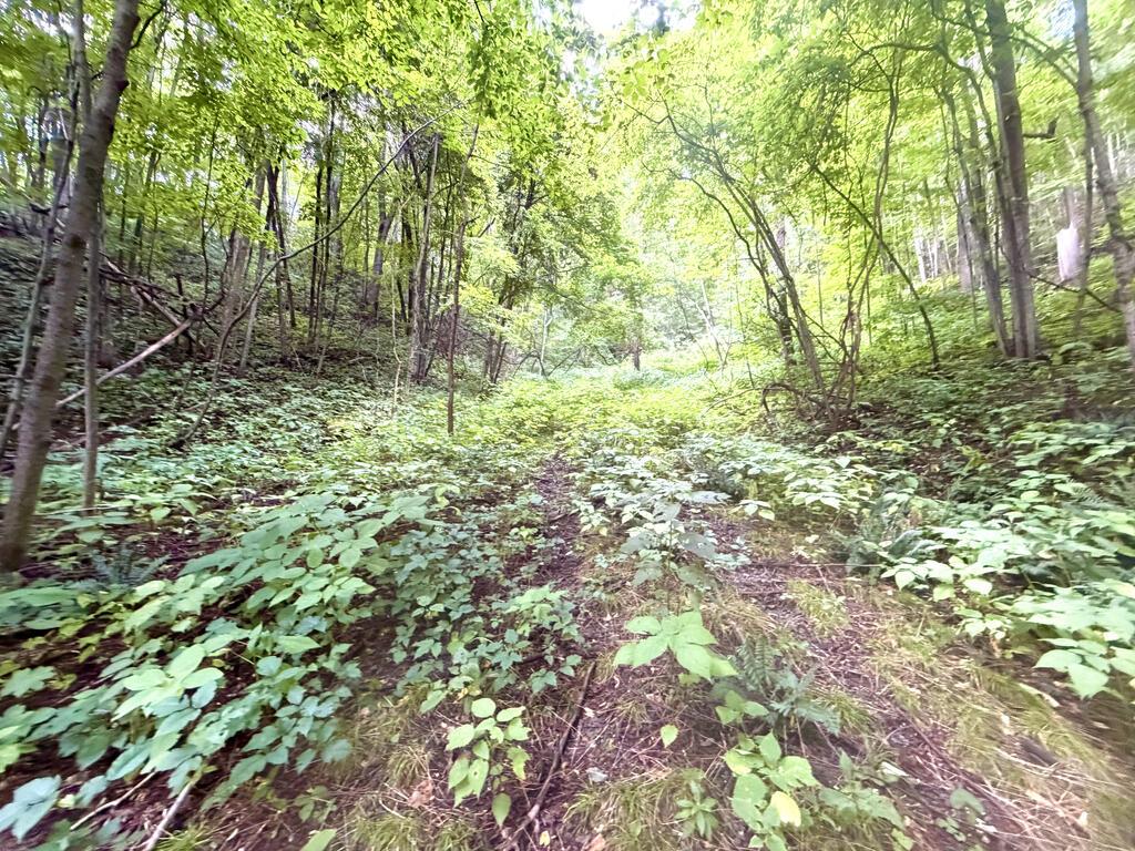 Photo of TBD Ned Cove Road, Waynesville, NC 28785 (MLS # 26048436)