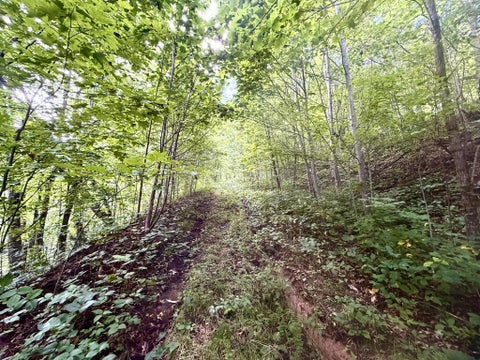 Photo of TBD Ned Cove Road, Waynesville, NC 28785 (MLS # 26048436)