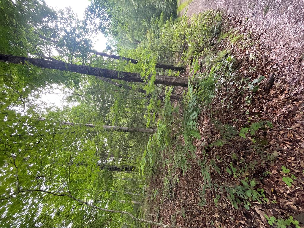 lot 13 Cedar Hill Rd