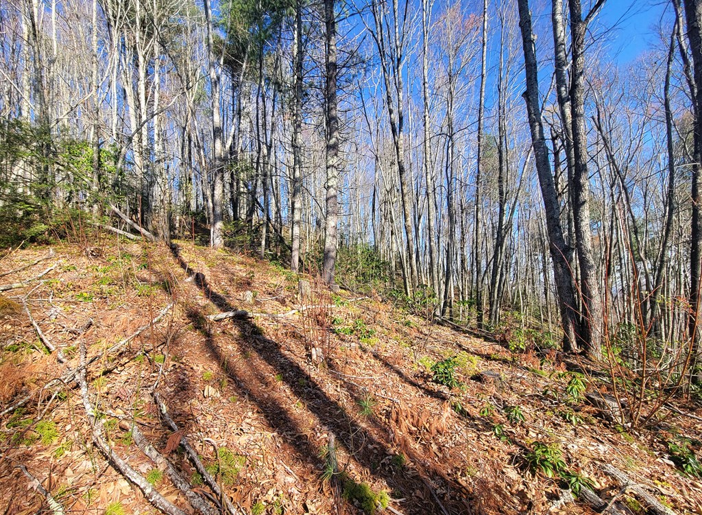 111 Digging Seng Trail #138,