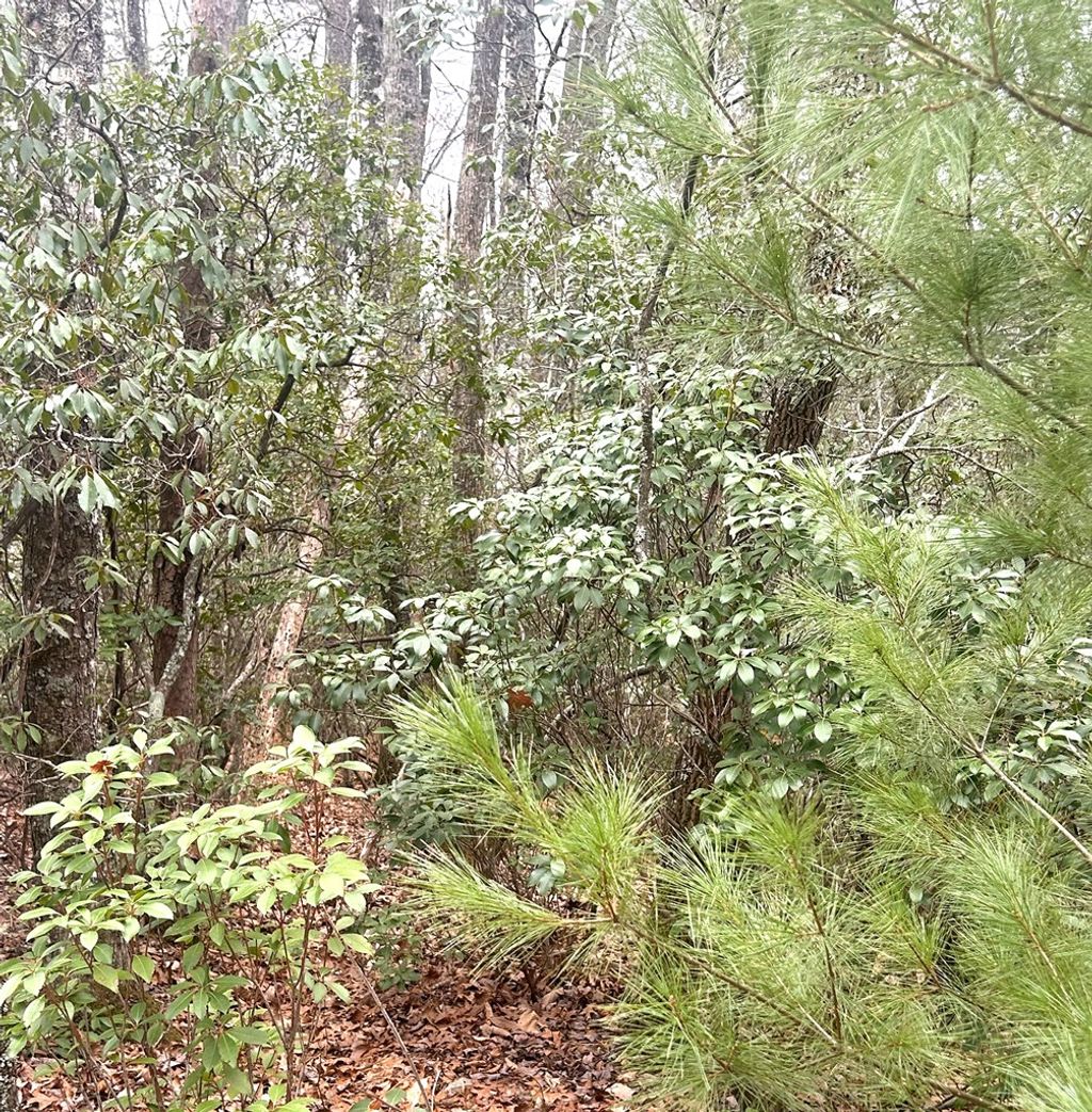 Photo of 0 Upper Sawyer Creek, Robbinsville (Graham), NC 28713 (MLS # 26045253)