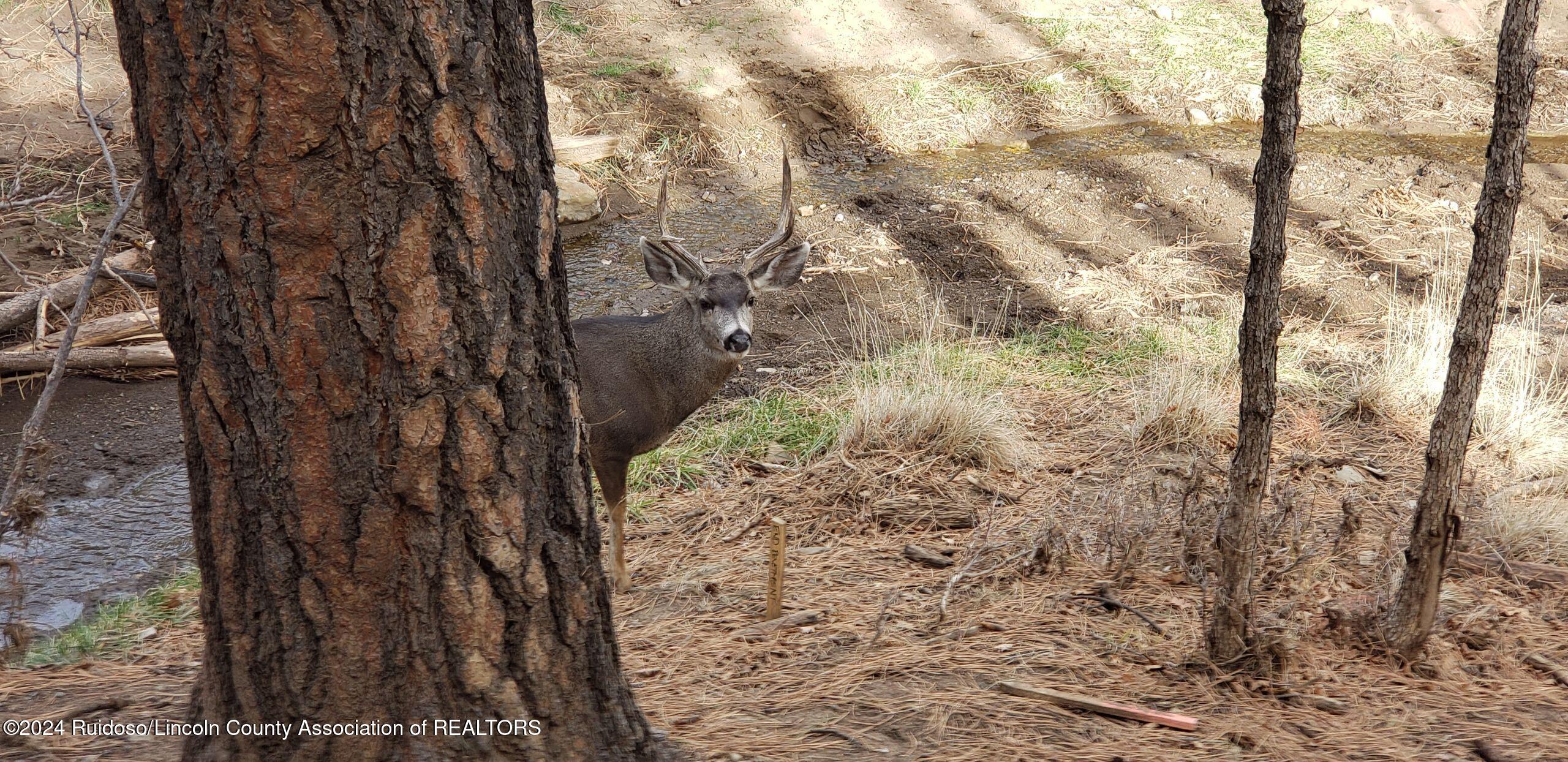 420 Brady Canyon Road, Ruidoso, New Mexico image 50