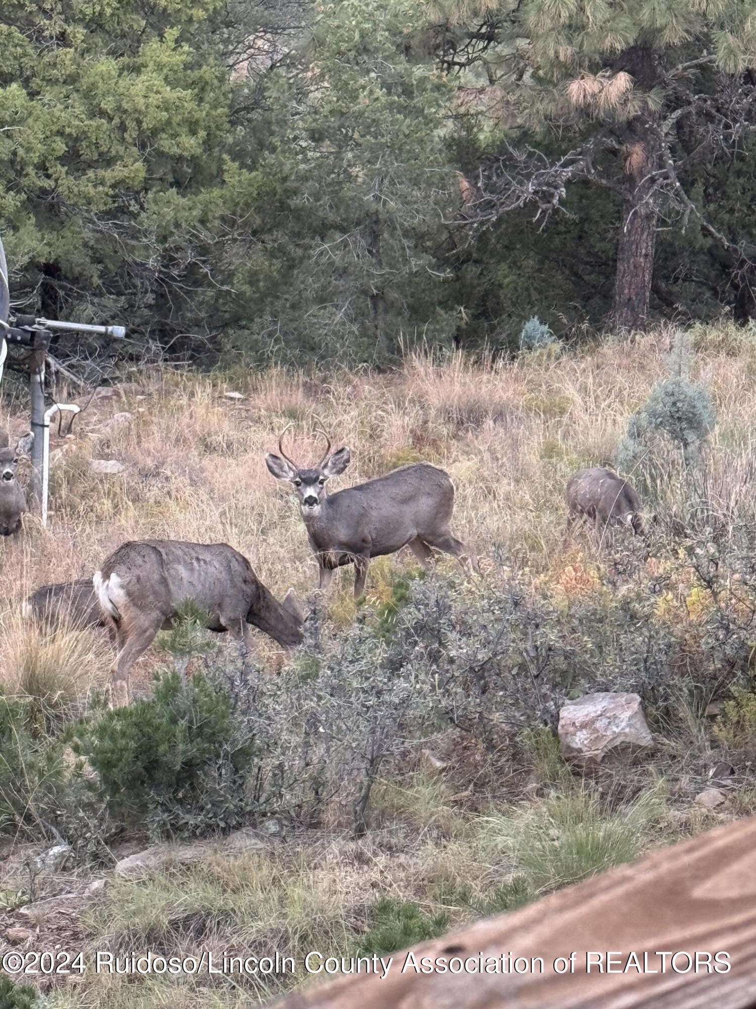 205 Ruth Road, Nogal, New Mexico image 26