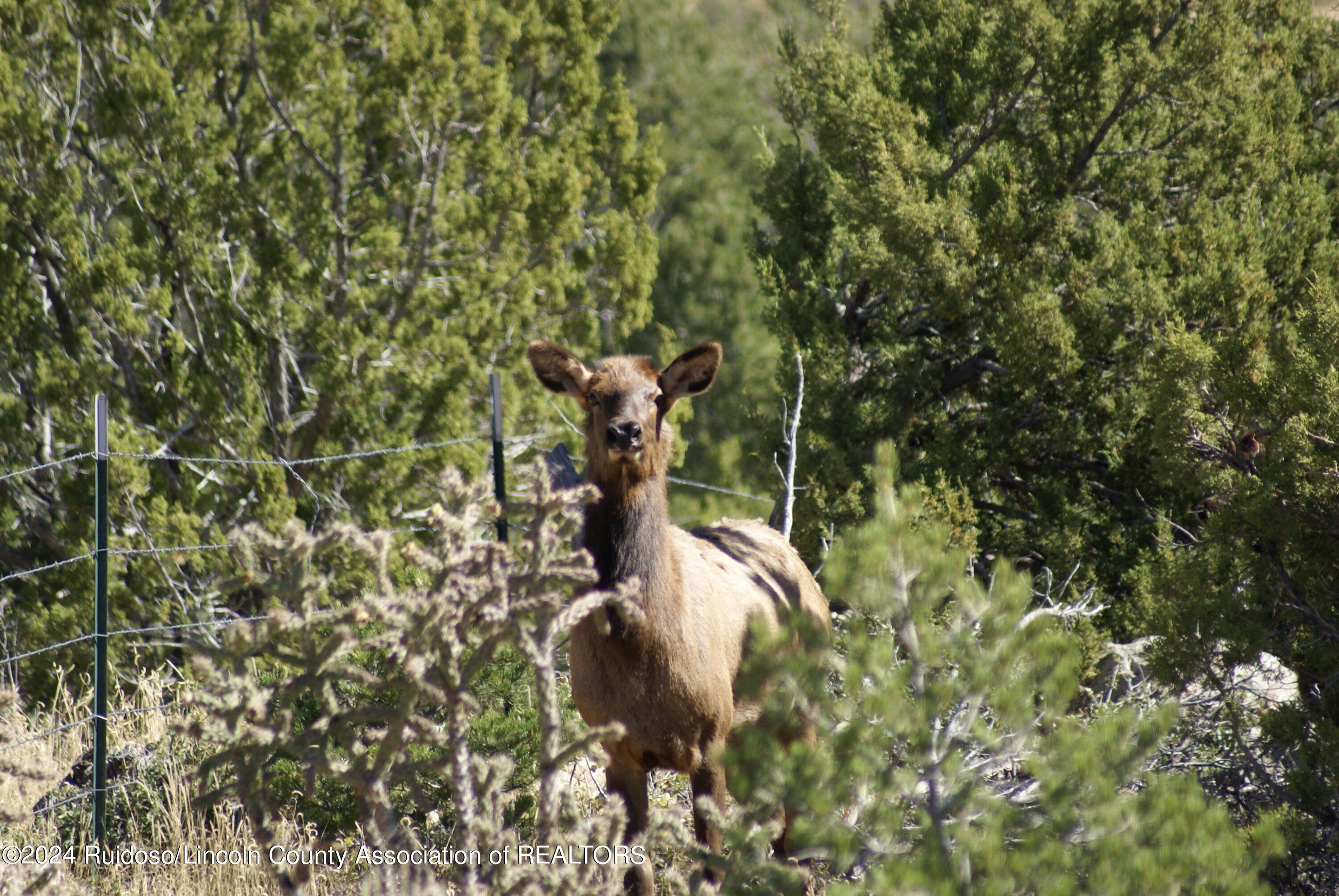 L8 Via De Benado, Carrizozo, New Mexico image 27