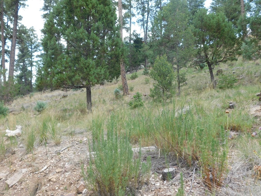 208 Timberline Drive #1, Ruidoso, New Mexico image 5