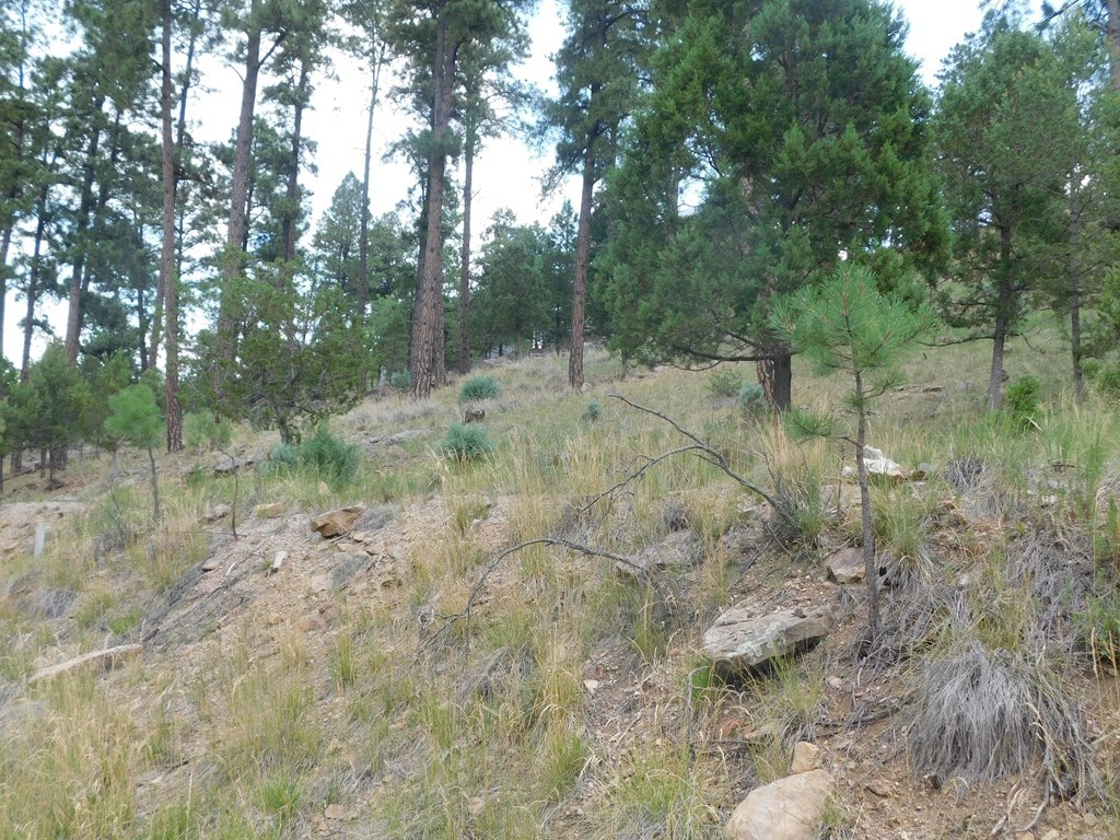 208 Timberline Drive #1, Ruidoso, New Mexico image 4