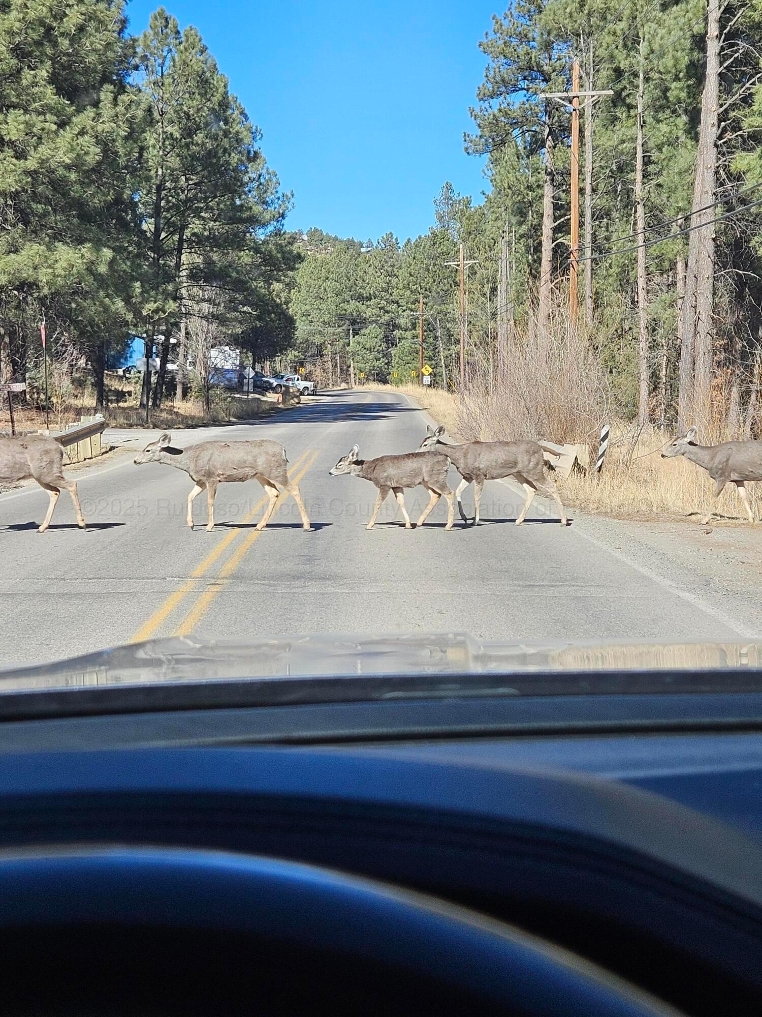 904 Carrizo Canyon Road Rd #201, Ruidoso, New Mexico image 26