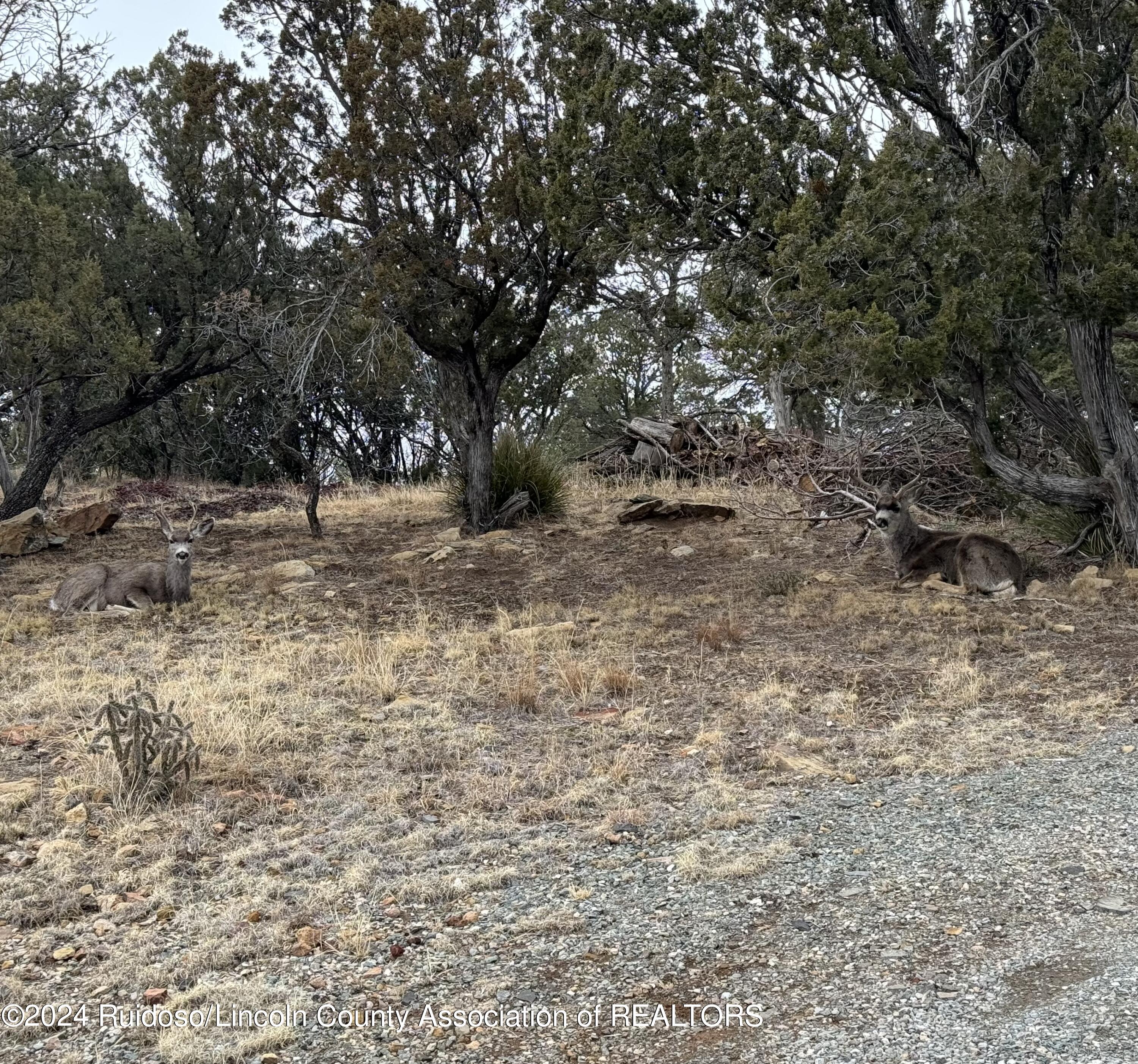 109 Crest View Road, Capitan, New Mexico image 6